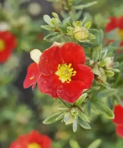 Mochna křovitá 'Red'