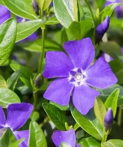 Barvínek menší 'Bowles Variety'