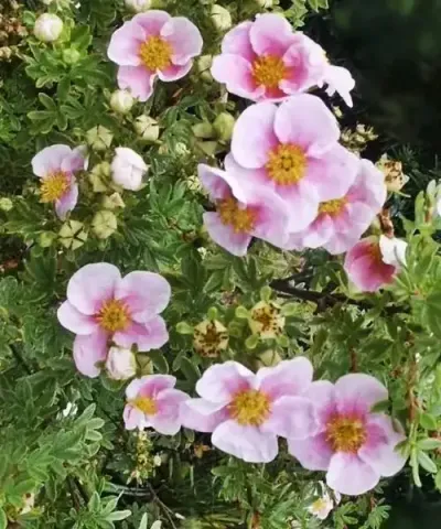 Mochna křovitá 'Pink Queen'