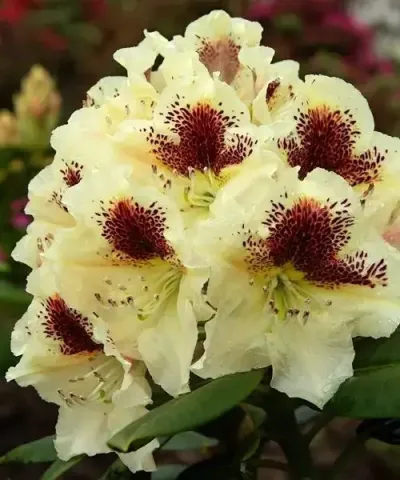 Rhododendron 'Orlík' Rhododendron 'Orlík'