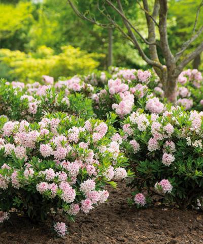Rhododendron &#039;Bloombux®&#039; - Topf 10,5 cm