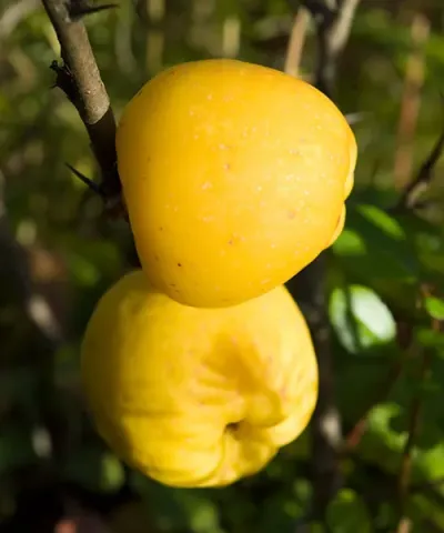 Kdoulovec 'Cido®' - severský citron