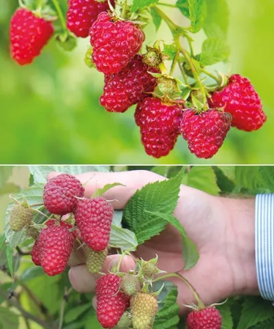 Maliny 'Summer Chef®'+'Autumn Happy®'