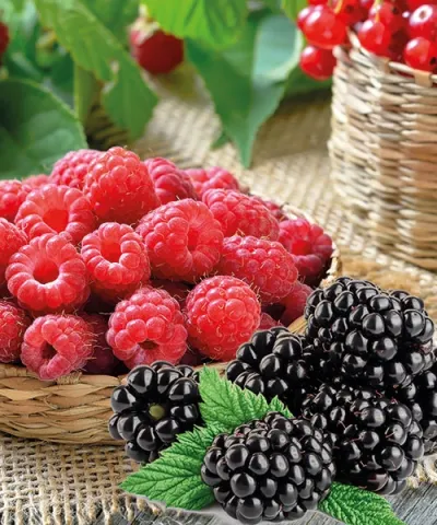 Beeren Set 'Navaho®'+'Autumn Bliss®'