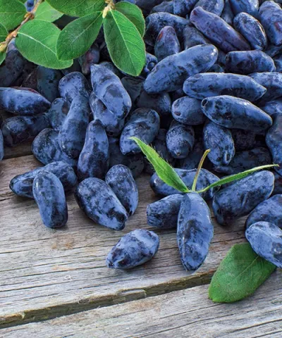 Kamčatská borůvka 'Myberry Farm'