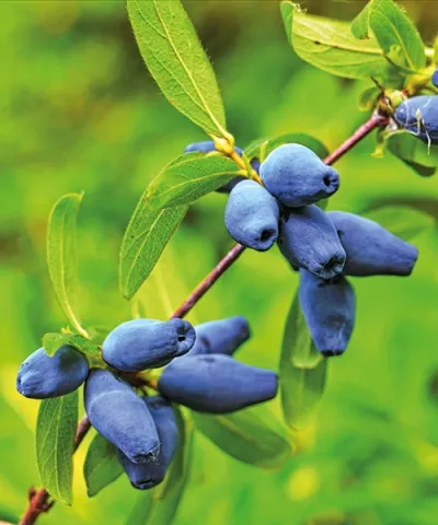 Kamčatská borůvka 'Myberry Bee'