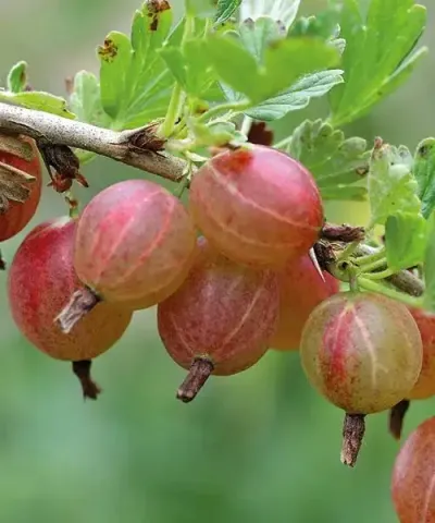 Stachelbeere 'Hinnonmäki rot'