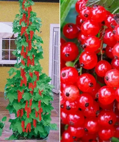 Ribiselsäule rot