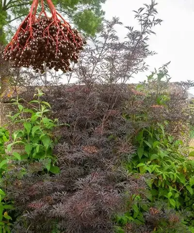 Bodza 'Black Beauty'