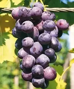 Szőlő ´Olšava´