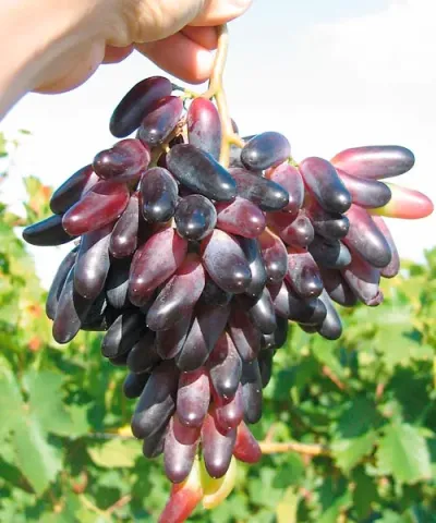 Datolyaszőlő 'Souvenir'