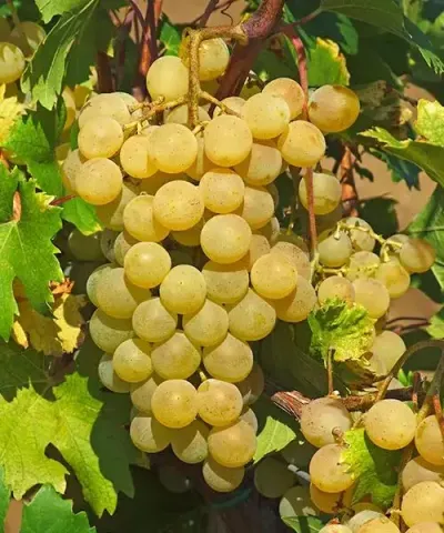Szőlő 'Fanny'