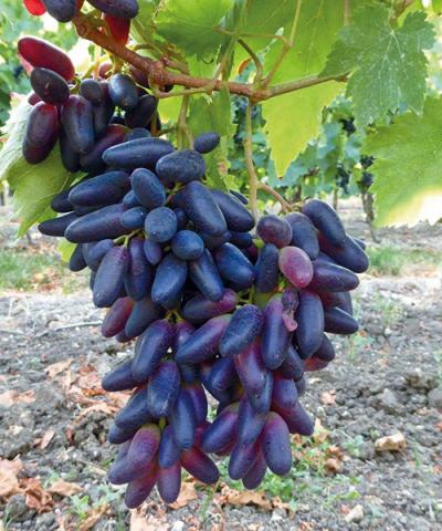 Datolya szőlő