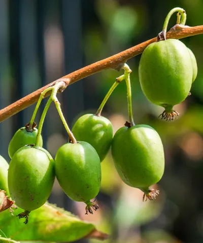 Mini-Kiwi 'Issai'