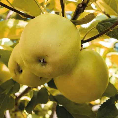 Apfel 'Golden Delicious' Halbstamm