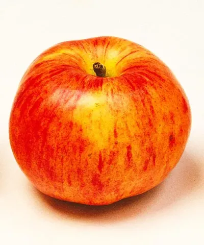 Apfel 'Gravensteiner' Halbstamm