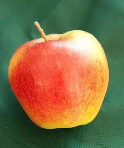 Apfel 'Jonagold' Halbstamm
