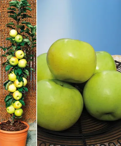 Stĺpovitá jabloň 'Bolero®' - zelená