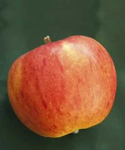 Apfel 'Topaz®' Halbstamm