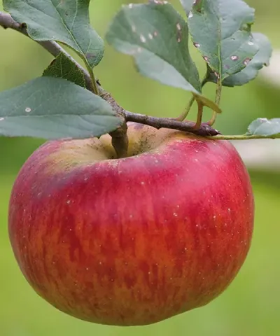 Jabłoń 'Red Topaz®'
