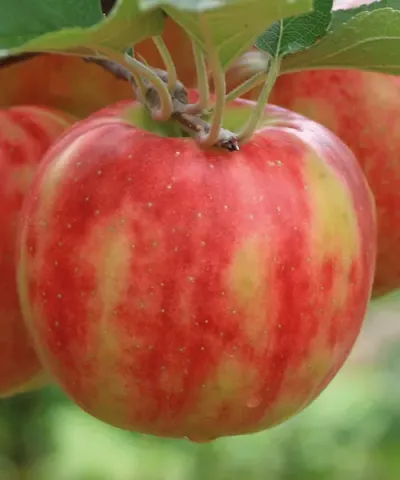'Karneval®' őszi alma