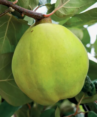 Birs 'Vranja' Birs 'Vranja'