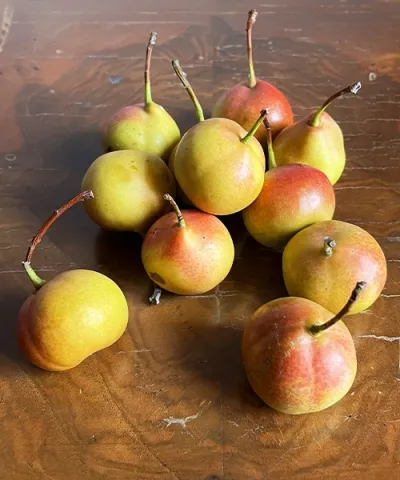 Jarzębina gruszowa 'Tatarova' Jarzębina gruszowa 'Tatarova'