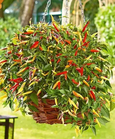 Csüngő chili 'Hot Red'