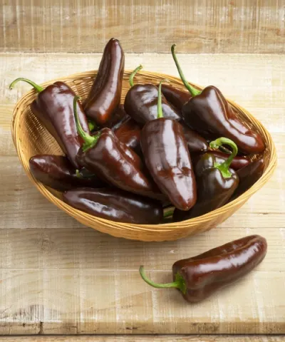 Paprika 'Sweet Chocolate'
