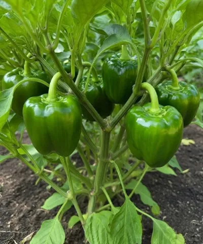 Paprika 'Beluga Green'