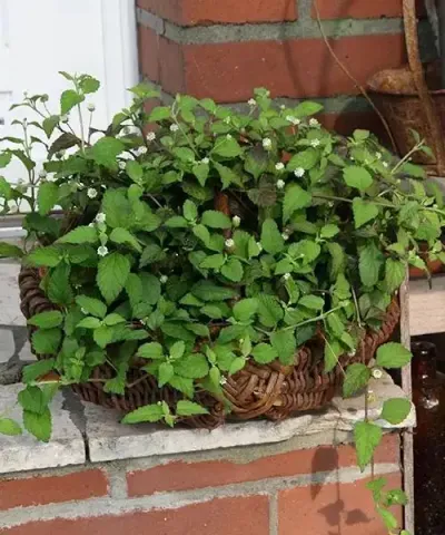 Azték édesfű