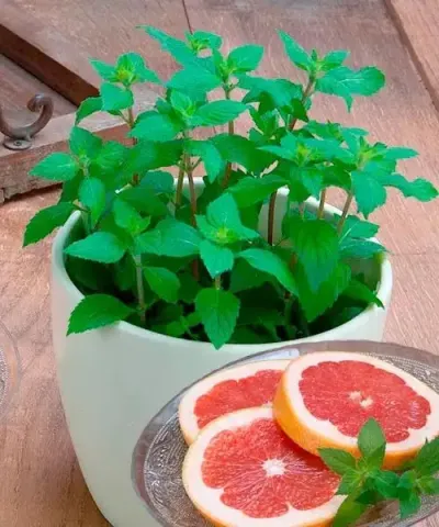 Grapefruit menta