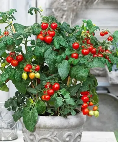 Pomidorek cherry 'Heartbreaker'