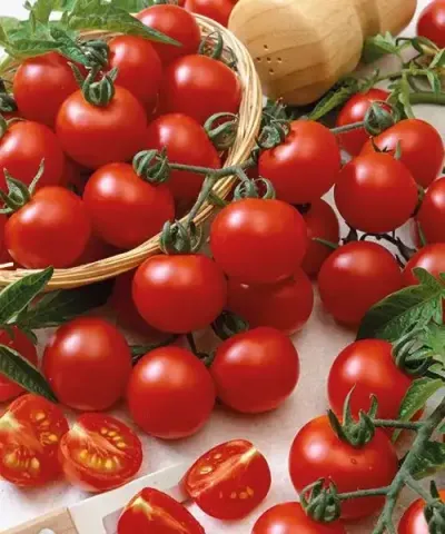 Pomidorek cherry ’Bejbino’