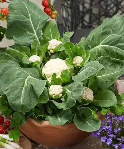 Karfiol 'Multi-Head F1'
