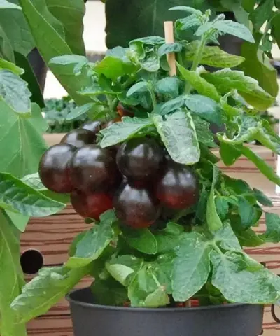 Černá rajčata 'Tartufo'