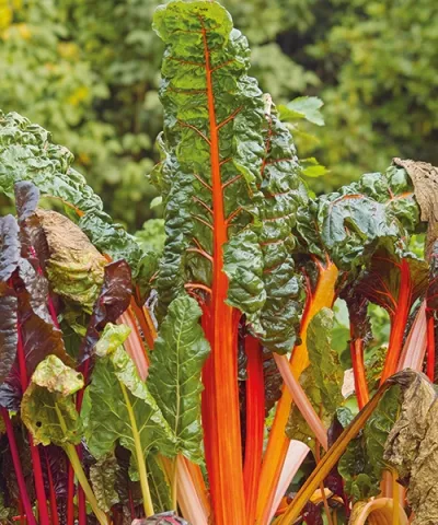 Mangold 'Bright Lights'