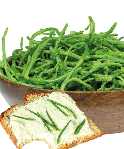 Sziksófű - tengeri spárga