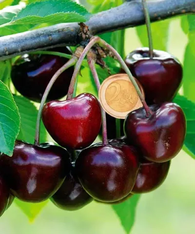 Chrupka s obřími plody 'Carmen®'