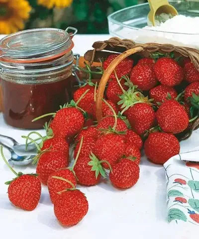 Jahoda 'Mara de Bois'