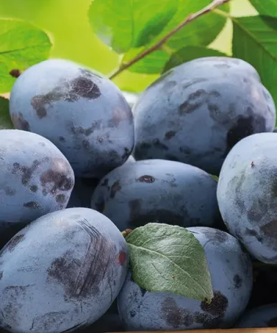 Trpasličí švestka 'Blue Crimson'