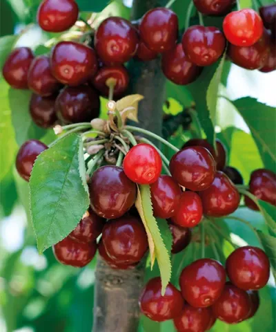 Trpasličí třešeň 'Garden Bing®'