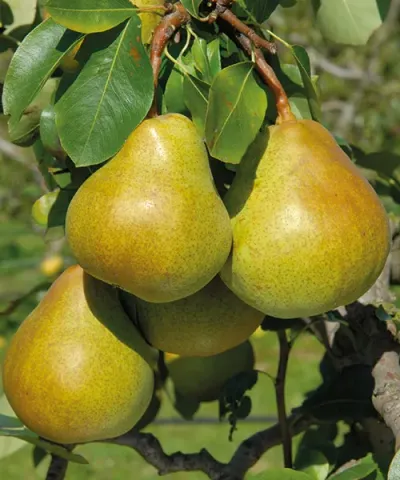 Zakrslá hrušeň 'Belle Helene®'