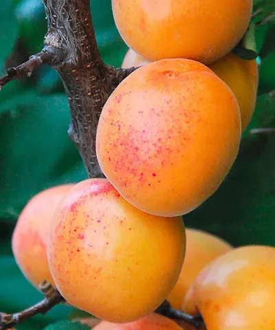Zakrslá meruňka 'Garden Aprigold®'