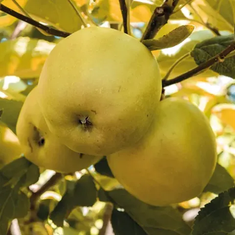 Jabloň 'Golden Delicious'