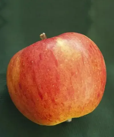 Jabloň 'Topaz®' Jabloň 'Topaz®'