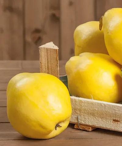 Kdouloň 'Bereczki' Kdouloň 'Bereczki'