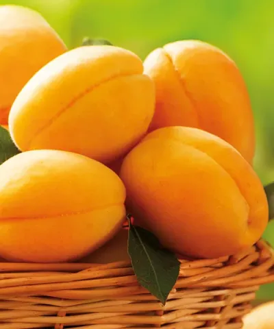 Meruňka 'Goldrich'