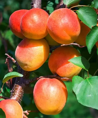 Meruňka 'Orange Summer®'