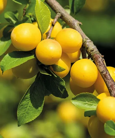 Mirabelka 'Miroma'